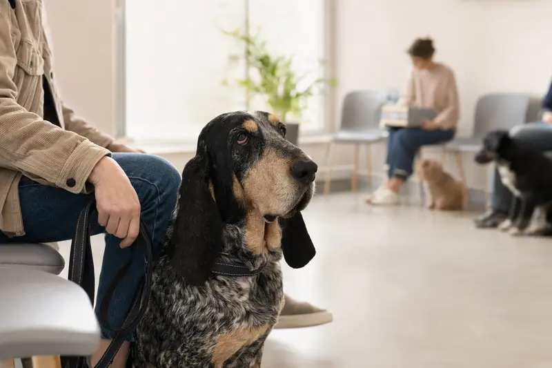 Ein Basset Bleu de Gascogne sitzt ruhig neben seinem Besitzer im hellen Wartezimmer einer Tierarztpraxis.